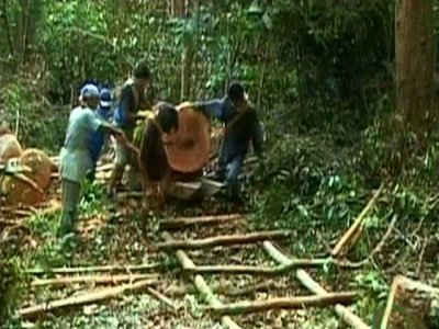 DEFORESTACION 07  RADIACTIVO